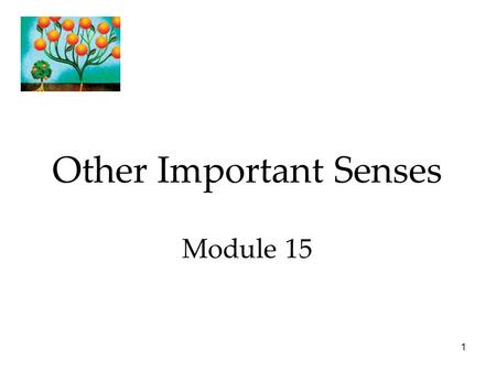1 Other Important Senses Module 15. 2 Other Important Senses  Touch  Taste  Smell  Body Position and Movement.