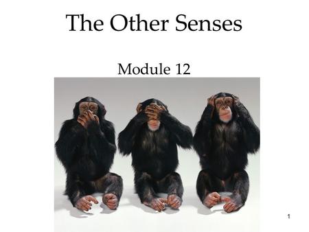 The Other Senses Module 12