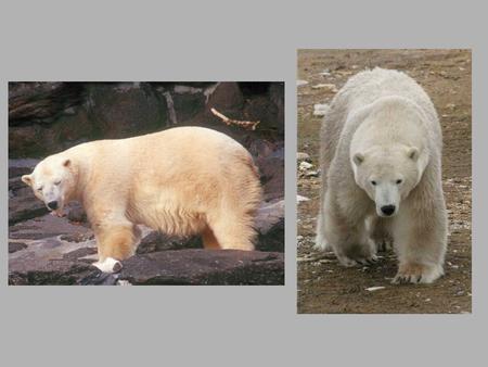 Polar Bear Ursus maritimus Arctic and Marine Habitat Largest land predator but spends much of its time in the arctic ocean. Lives in one of the coldest.