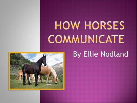 By Ellie Nodland.  Horses neigh when they are trying to locate other horses in their herd. Horses may also neigh when they are brought somewhere they.