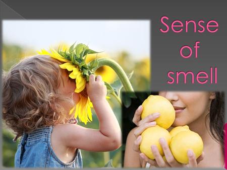  Olfact = To smell  Olfaction detects chemicals in solution which is detected in the Olfactory Epithelium which is a yellow-tinged patch located in.