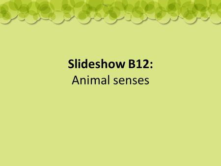 Slideshow B12: Animal senses. Sense of touch: most sensitive nose – star-nosed mole.