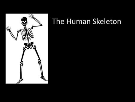 The Human Skeleton.