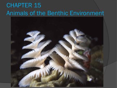 CHAPTER 15 Animals of the Benthic Environment. Distribution of benthic organisms  More benthic productivity beneath areas of high surface primary productivity.