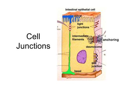Cell Junctions anchoring. Types of Cell Junctions In plants: –Plasmodesmata In animals: ECM (Extra-cellular Matrix)- –Tight Junctions –Anchoring Junctions.