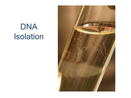 DNA Isolation. Onion DNA Isolation DNA Thought for the day: “The capacity to blunder slightly is the real marvel of DNA. Without this special attribute,