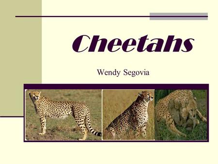 Cheetahs Wendy Segovia. Cheetahs in a hot spot. When it comes to cheetahs, speed kills. Indeed, cheetahs rely on their remarkable acceleration abilities.