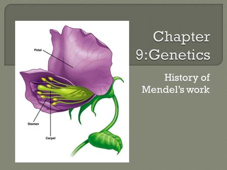 History of Mendel’s work.  Watch Video from 2:45 – 11:45 to introduce the thoughts of the ancient Greeks to Darwin…