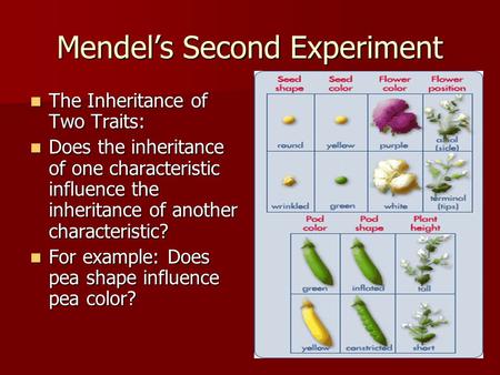 Mendel’s Second Experiment The Inheritance of Two Traits: The Inheritance of Two Traits: Does the inheritance of one characteristic influence the inheritance.
