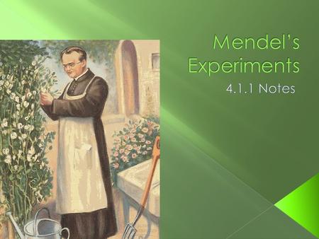  Gregor Mendel was a priest from the mid 19 th century who conducted experiments in his garden.  Mendel is considered the “Father of Genetics!”