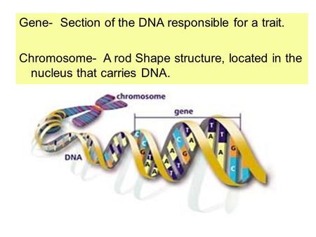 Gene-  Section of the DNA responsible for a trait.