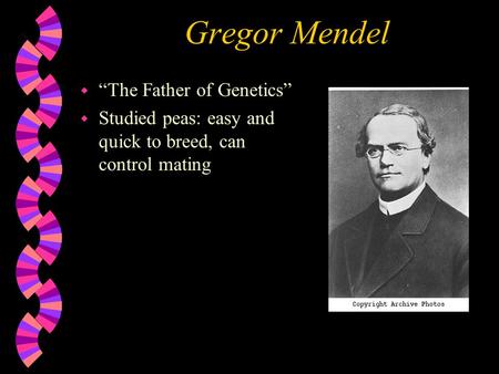 Gregor Mendel w “The Father of Genetics” w Studied peas: easy and quick to breed, can control mating.