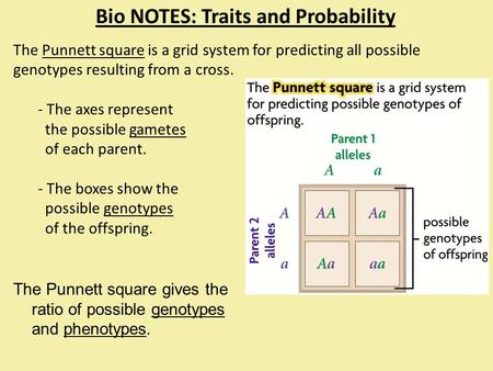 Bio NOTES: Traits and Probability The Punnett square is a grid system for predicting all possible genotypes resulting from a cross. - The axes represent.