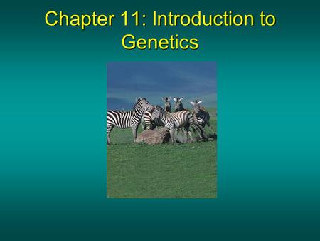 Chapter 11: Introduction to Genetics. 11-1 Key Words GeneticsGenetics FertilizationFertilization True-breedingTrue-breeding TraitTrait HybridHybrid GeneGene.