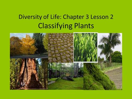 Diversity of Life: Chapter 3 Lesson 2 Classifying Plants
