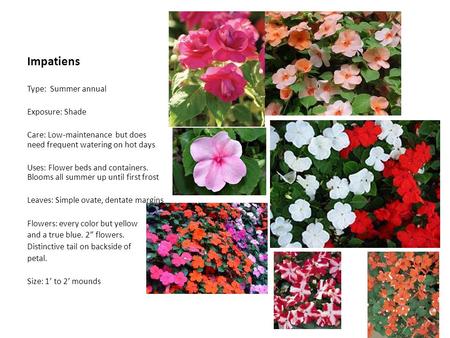 Impatiens Type: Summer annual Exposure: Shade Care: Low-maintenance but does need frequent watering on hot days Uses: Flower beds and containers. Blooms.