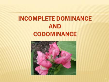 INCOMPLETE DOMINANCE AND CODOMINANCE 1. INCOMPLETE DOMINANCE  F1 hybrids in betweenphenotypes  F1 hybrids have an appearance somewhat in between the.
