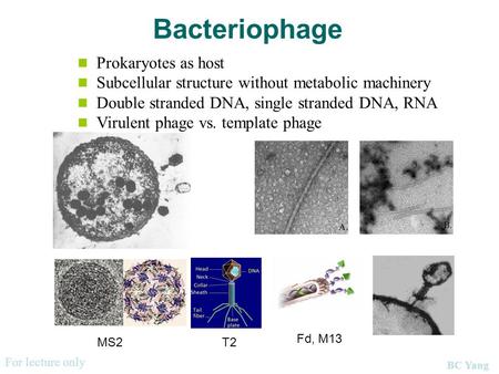 Bacteriophage Prokaryotes as host Subcellular structure without metabolic machinery Double stranded DNA, single stranded DNA, RNA Virulent phage vs. template.
