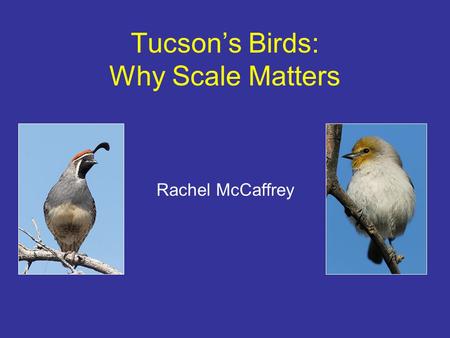 Tucson’s Birds: Why Scale Matters Rachel McCaffrey.