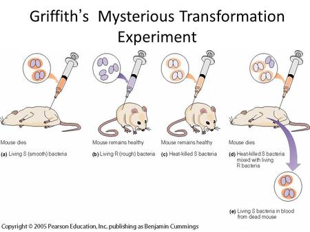 Griffith ’ s Mysterious Transformation Experiment.