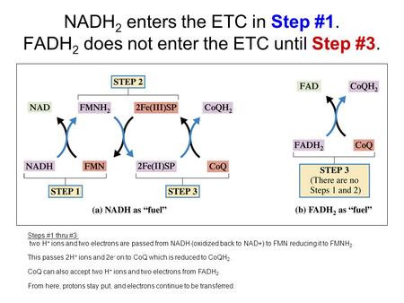 NADH 2 enters the ETC in Step #1. FADH 2 does not enter the ETC until Step #3. Steps #1 thru #3: two H + ions and two electrons are passed from NADH (oxidized.