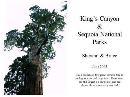 King’s Canyon & Sequoia National Parks Sherann & Bruce June 2005 Each branch on this giant sequoia tree is as big as a normal large tree. These trees are.