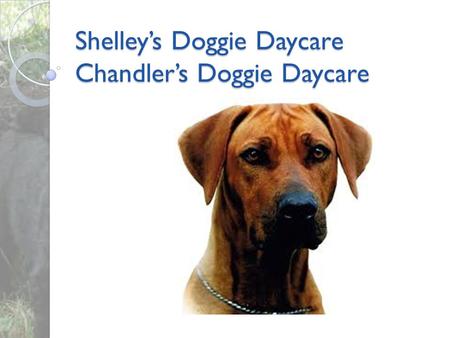 Shelley’s Doggie Daycare Chandler’s Doggie Daycare.