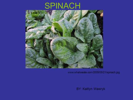 SPINACH BY: Kaitlyn Wawryk www.whatweate.com/2005/05/21/spinach.jpg.
