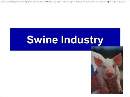 Swine Industry. Swine Trivia  How did Wall Street get it name? –Free roaming pigs once rampaged through New York City. They erected a wall to help prevent.