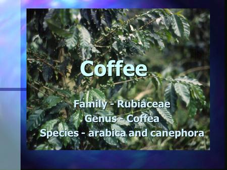 Family - Rubiaceae Genus - Coffea Species - arabica and canephora