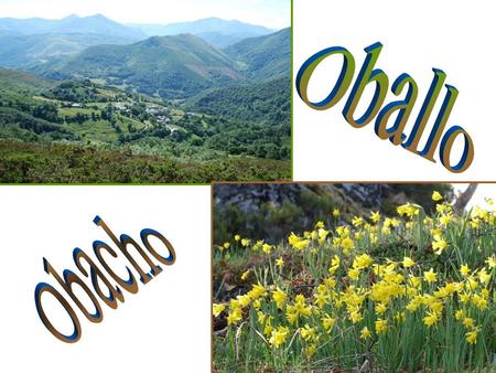 Oballo belongs to Cangas del Narcea. It is placed at 700 meters of altitude at the level of the sea, and at a distance of 22 kilometres from the capital.