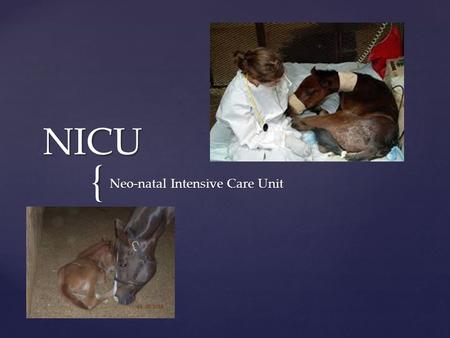 { NICU Neo-natal Intensive Care Unit.  Volunteer program for pre-vet students to work in the foal ICU at the ISU Veterinary College  Help the Vet Med.