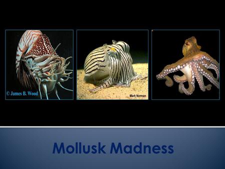  Class Gastropoda (Stomach-Foot)  Examples: Snails, Slugs, Nudibranchs  Class Bivalve (Two-Hinge)  Examples: Clams, Oysters, Scallops  Class Cephalopods.