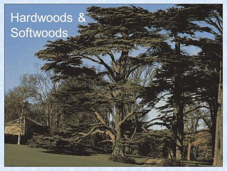 Hardwoods & Softwoods. Hardwoods Hardwoods are considered to come from trees with Broad Leaves. Oak.