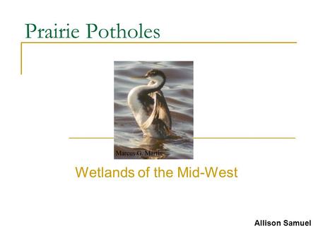 Prairie Potholes Wetlands of the Mid-West Allison Samuel.