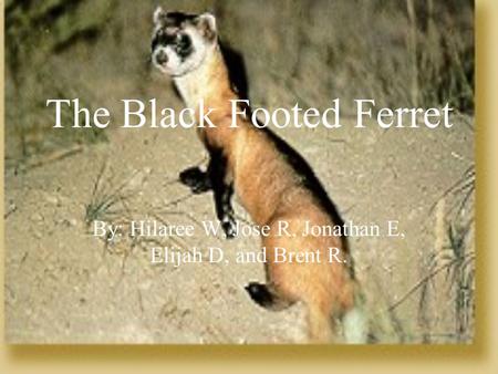The Black Footed Ferret By: Hilaree W, Jose R, Jonathan E, Elijah D, and Brent R.