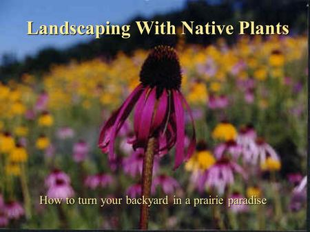 Landscaping With Native Plants How to turn your backyard in a prairie paradise.
