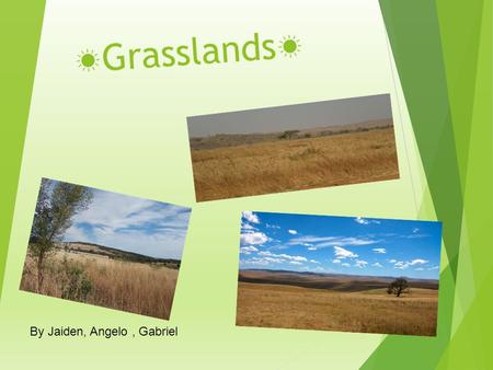 ☀ Grasslands ☀ By Jaiden, Angelo, Gabriel. Where is ecosystem located?  Grasslands can be found just about anywhere  The Great Plains stretch from Canada.
