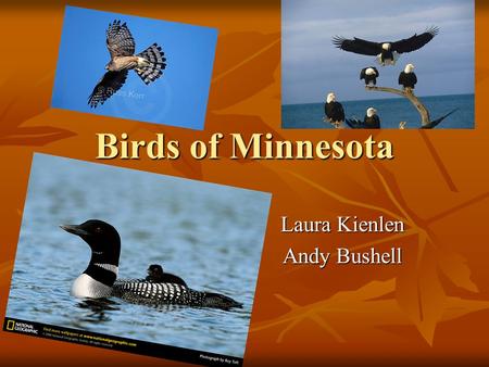 Birds of Minnesota Laura Kienlen Andy Bushell 21 Common Birds Common Loon (Gavia immer) Common Loon (Gavia immer) Food Sources: Fish and aquatic insects.