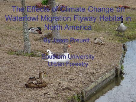 The Effects of Climate Change on Waterfowl Migration Flyway Habitat in North America By Jason Preuett Southern University Urban Forestry.