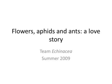 Flowers, aphids and ants: a love story Team Echinacea Summer 2009.