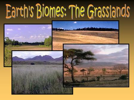 Grassland biomes are unaltered areas of land where grass is the dominant plant life. Grassland are found around the globe and have served as grazing areas.