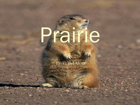 Prairie By: Vi and Alexa.