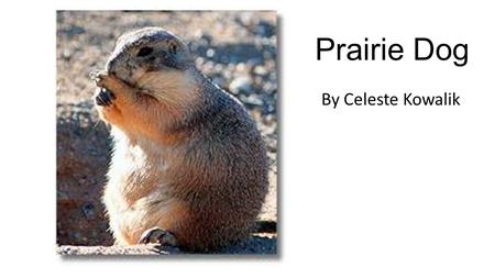 Prairie Dog By Celeste Kowalik. Prairie Dogs Eat Plants, Grass, and Insects.