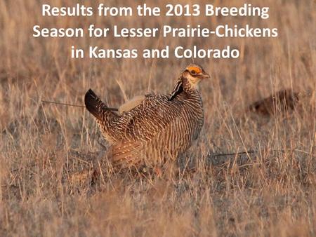 Results from the 2013 Breeding Season for Lesser Prairie-Chickens in Kansas and Colorado.