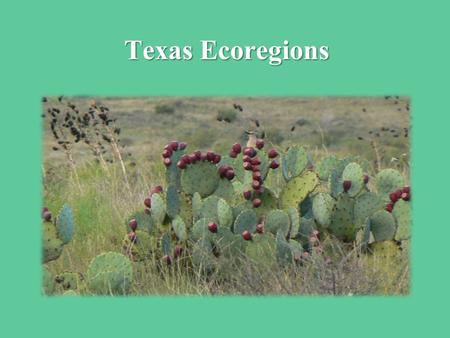 Texas Ecoregions.