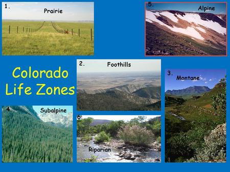 Colorado Life Zones 1. 2. 3. 4. 6. 5. Prairie Alpine Foothills Subalpine Montane Riparian.