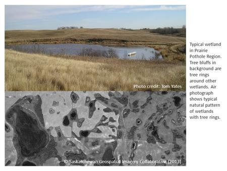 Typical wetland in Prairie Pothole Region. Tree bluffs in background are tree rings around other wetlands. Air photograph shows typical natural pattern.