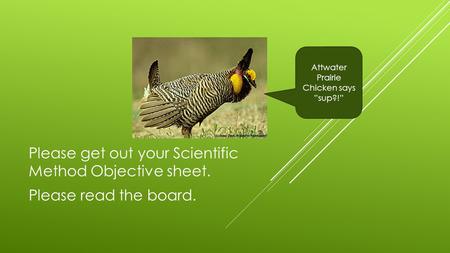 Please get out your Scientific Method Objective sheet. Please read the board. Attwater Prairie Chicken says ”sup?!”