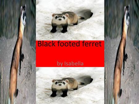 Black footed ferret by Isabella. Name of animal Description Length-18-24 in. Weight-1.5.2.5. lbs. Coloring – changes with seasons? Special features-they.